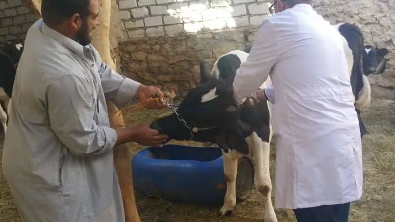 انطلاق حملة قومية لتحصين الثروة الحيوانية فى محافظة الأقصر ضد الحمى القلاعية