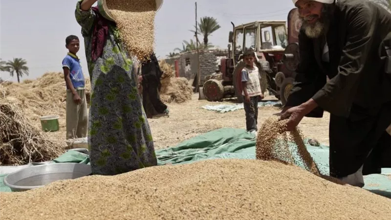 قنا تحقق أعلى معدلات لتوريد القمح بموسم 2025
