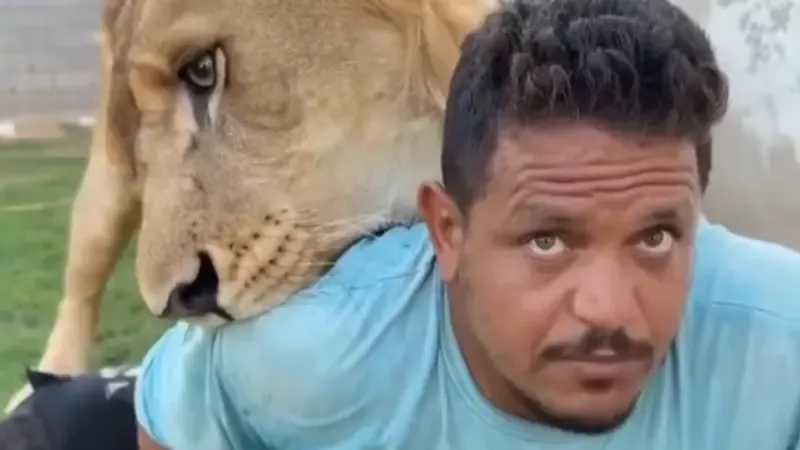 بين الرعب والمزاح.. القصة الكاملة لهجوم أسد على عامل مصري في ليبيا