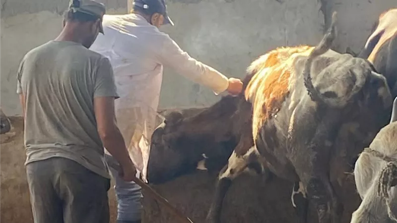 الدقهلية: تحصين 45317 رأس ماشية ضد مرض الحمى القلاعية