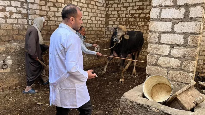 مصر تكافح الحمى القلاعية.. نتائج تحصين الثروة الحيوانية بالبحيرة والدقهلية وأسيوط