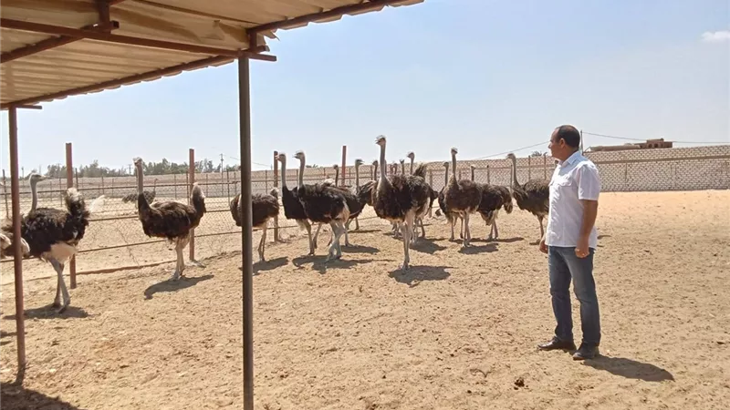الزراعة: إقامة أكبر مزرعة نعام في مصر على أرض الإسماعيلية 
