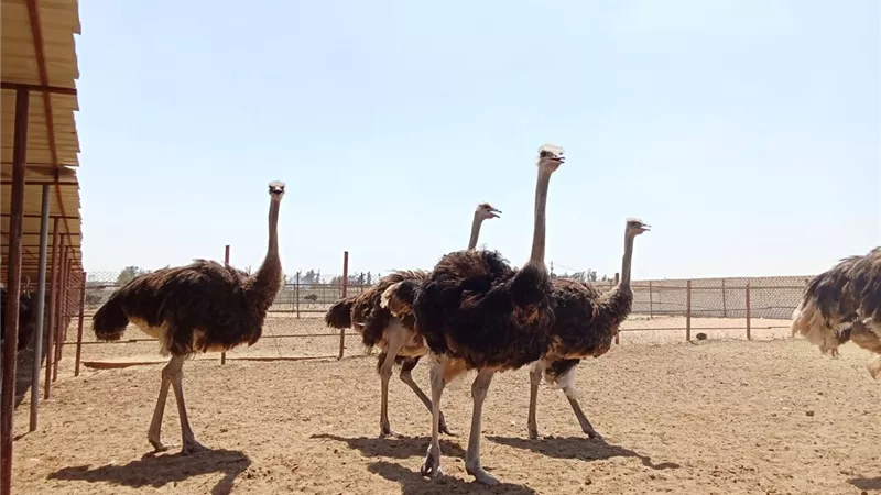 مالا تعرفه عن أكبر مزرعة نعام في مصر.. مشروع عملاق في الإسماعيلية