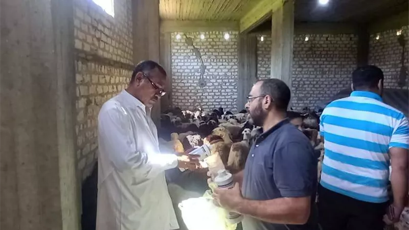 أسيوط: دعم فعال لصغار المربين بقرية الحمام ضمن مشروع 