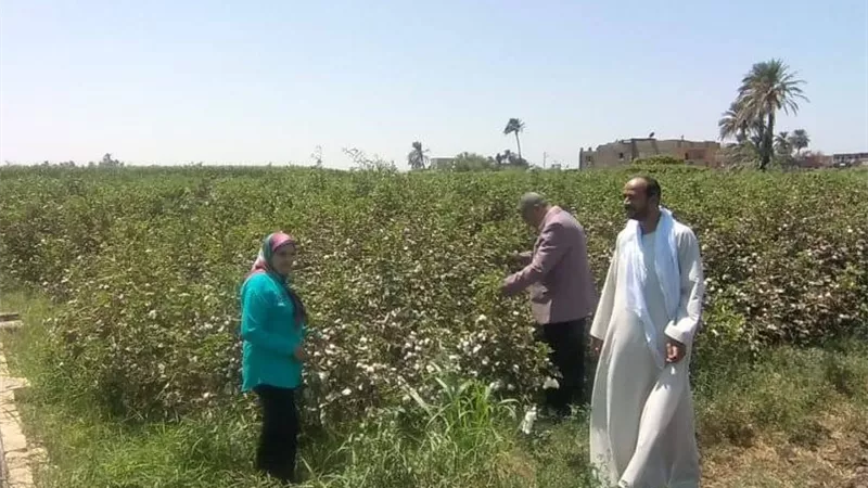 التوعية الزراعية.. الطريق إلى زيادة إنتاج الذهب الأبيض