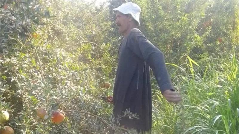 أزمات مزارعى الدقهلية.. مسلسل لا ينتهي 