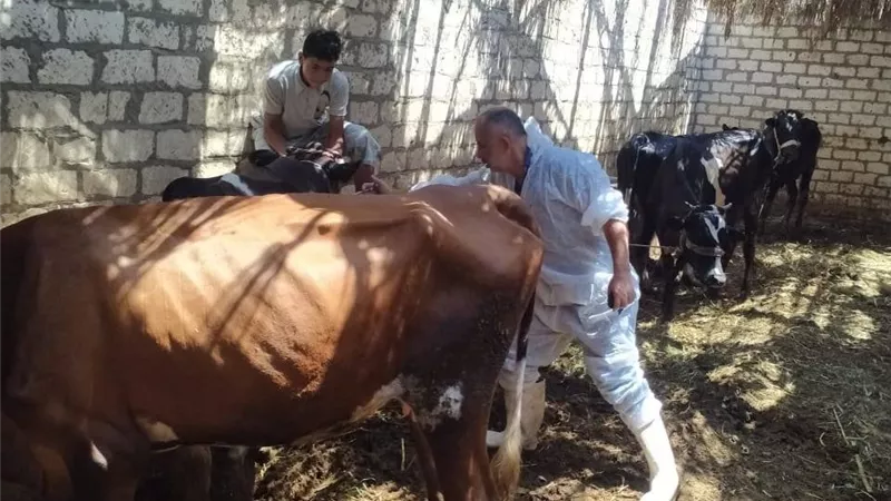 لحماية الثروة الحيوانية.. تكثيف أعمال التقصي والتحصين بالإسماعيلية 