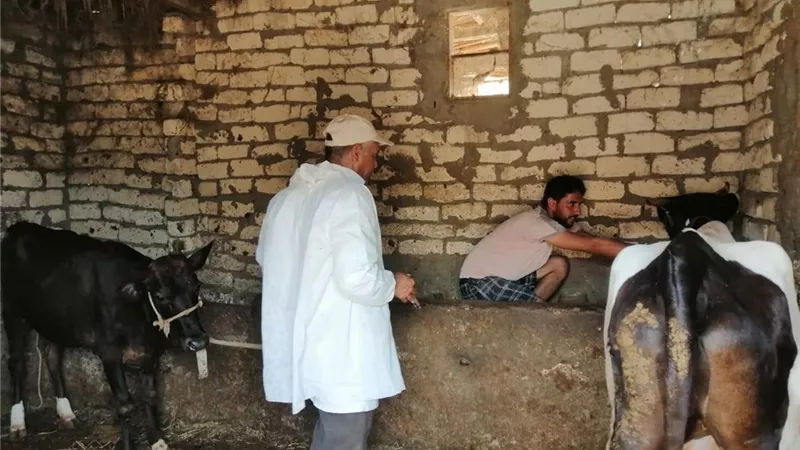 تلقيح 3561 رأس ماشية ضد الحمى القلاعية والوادي المتصدع في كفر الشيخ