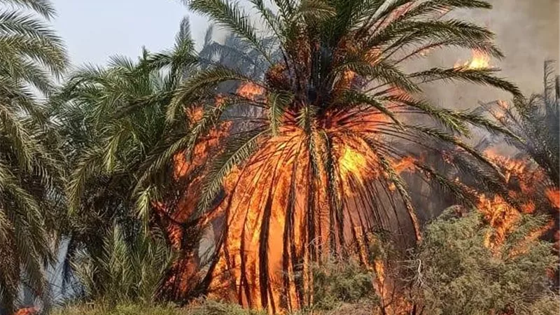 السيطرة على حريق بمزرعة في الوادي الجديد قبل امتداده للمساكن