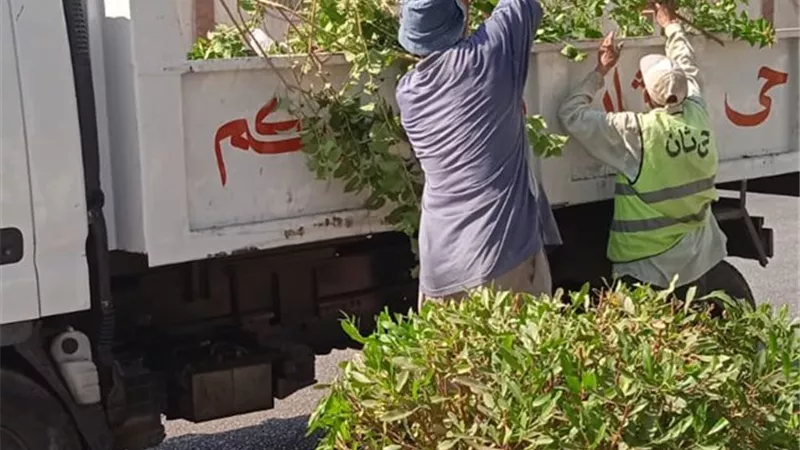 حي ثان الإسماعيلية يواصل رفع كفاءة المسطحات الخضراء والجزر الوسطى 