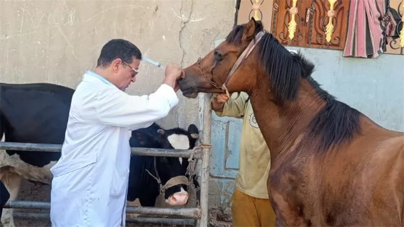 «الزراعة» تطلق 270 قافلة بيطرية مجانية في 257 قرية خلال أغسطس الماضي