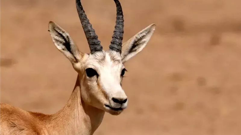 صديقًا للبيئة.. ما هى قصة الغزال البرى وعلاقته بالمناخ