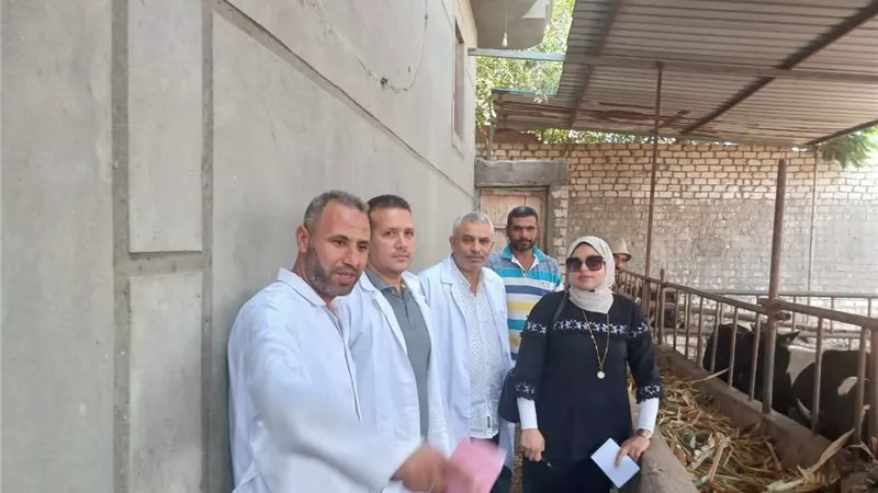 طب بيطري كفر الشيخ يواصل تحصين الماشية ضد الحمى القلاعية