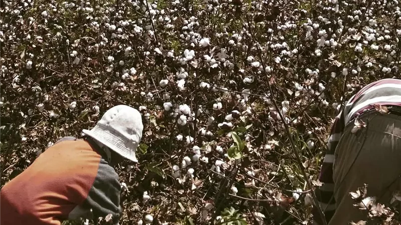 الدهب الأبيض.. فلاحو الشرقية يجنون القطن ويطالبون الدولة بالمراقبة وزيادة السعر