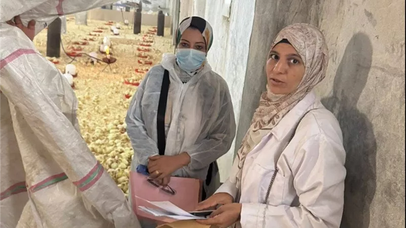 تحصينات مجانية وسحب عينات لـ 275 ألف طائر بالشرقية 