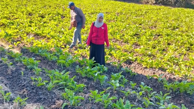 وكيل وزارة الزراعة بكفرالشيخ يتابع صرف الأسمده الزراعية ومراجعة الحيازات
