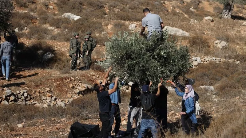 إنهم يحرقون أغصان الزيتون.. جرائم إسرائيل في الضفة تتجاوز البشر إلى الشجر