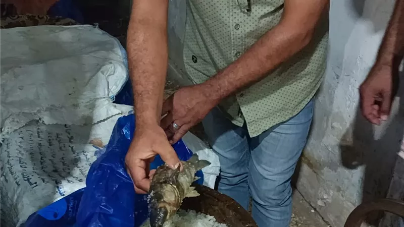 ضبط لحوم مذبوحة خارج المجازر الحكومية بكفر الشيخ