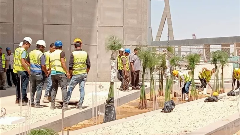 بردي الشرقية يزهر في قلب المتحف المصري الكبير ويجسد رمز الكتابة|صور  