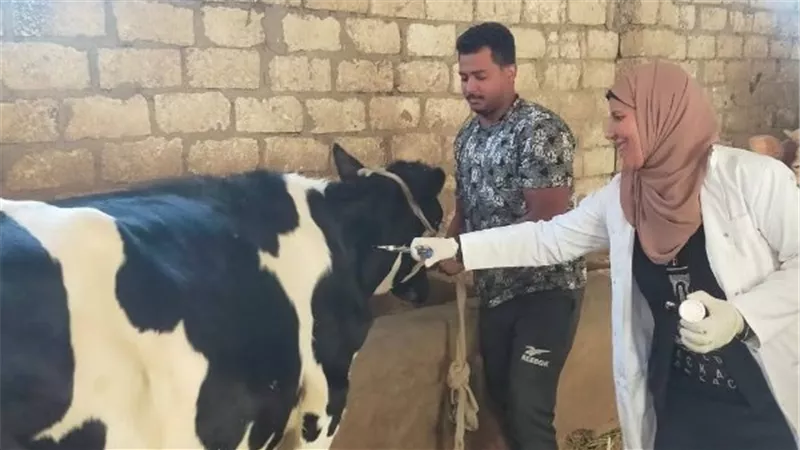 الغربية تتصدر محافظات الجمهورية في تحصين الماشية بـ700 ألف رأس