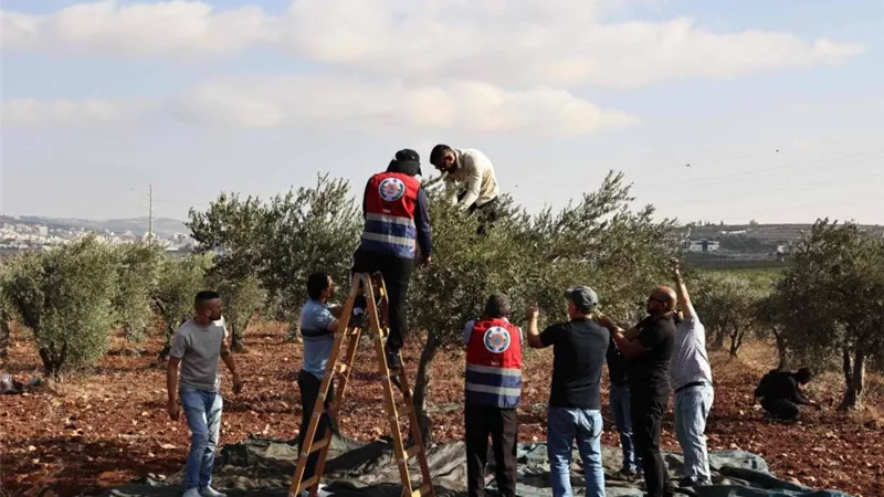  ساحة حرب بموسم الزيتون.. اعتداءات المستوطنين على المزارعين في الضفة|فيديو