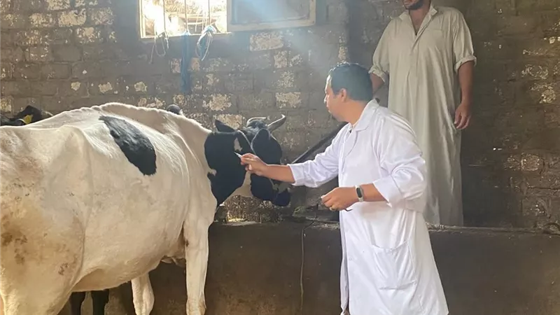 بيطري دمياط تواصل حملتها للتحصين ضد مرض الحمى القلاعية بالزرقا 