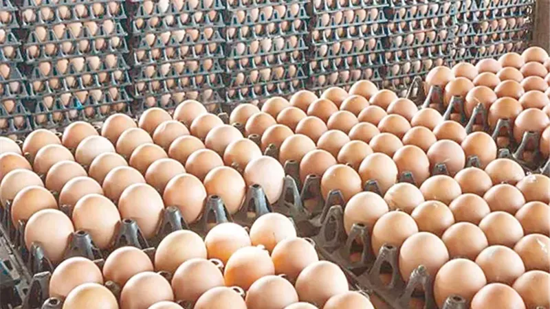 سعر كرتونة البيض والدواجن اليوم الثلاثاء 4 نوفمبر 2025