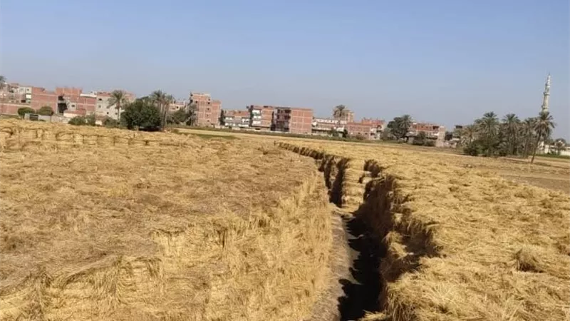 تجاوزت المستهدف.. مصر تجمع 2.6 مليون طن من قش الأرز لـ «القيمة الاقتصادية»