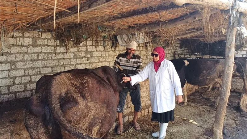 إطلاق حملة تحصين الماشية ضد الحمى القلاعية في بورسعيد|صور
