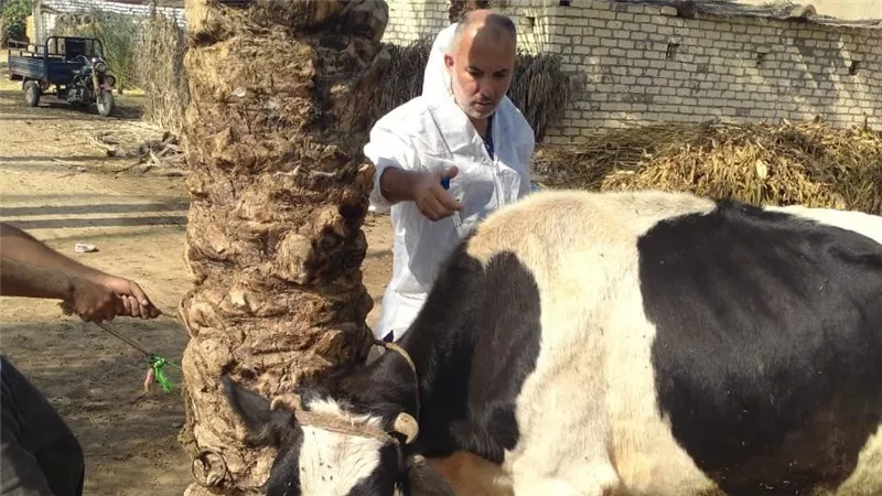 الزراعة تحصن أكثر من 1.5 مليون رأس ماشية ضمن حملتها القومية 