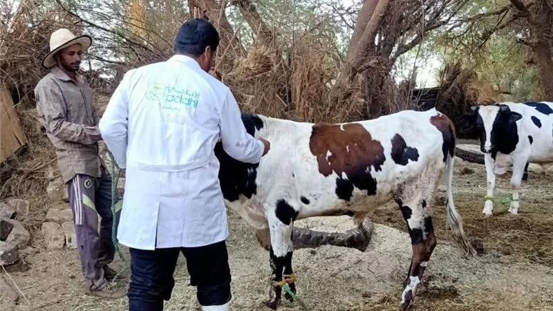 تحصين أكثر من 35 ألف رأس ماشية ضد الحمى القلاعية بالوادي الجديد