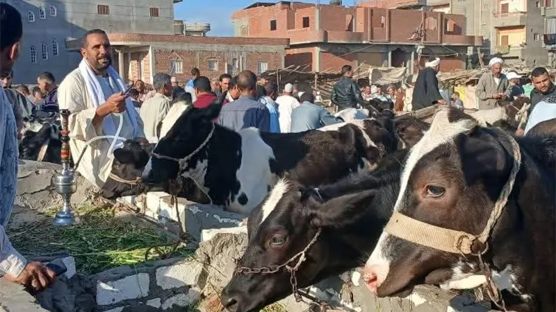 بيطري كفر الشيخ: تحصين 129688 رأس بنهاية الأسبوع الثاني للحملة التطعيم