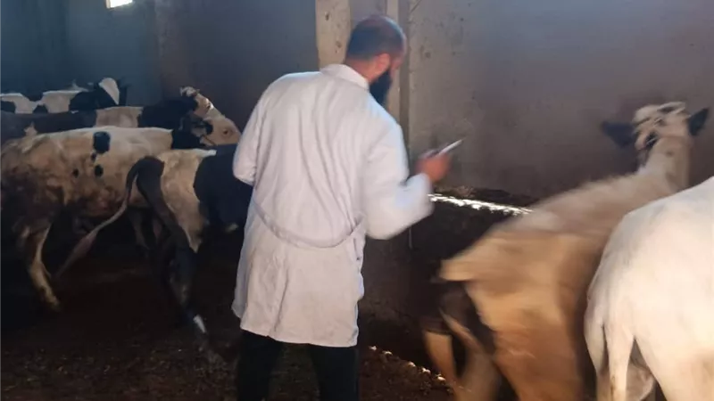 طب بيطري كفر الشيخ يواصل الحملة القومية الثالثة للتحصين ضد الحمى القلاعية 