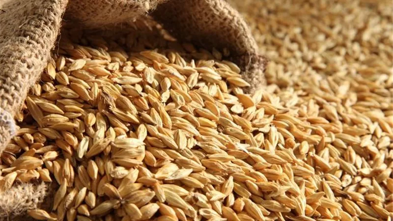 تركيا ترفع حصص الاستيراد المعفاة من الرسوم الجمركية للشعير والذرة إلى مليون طن
