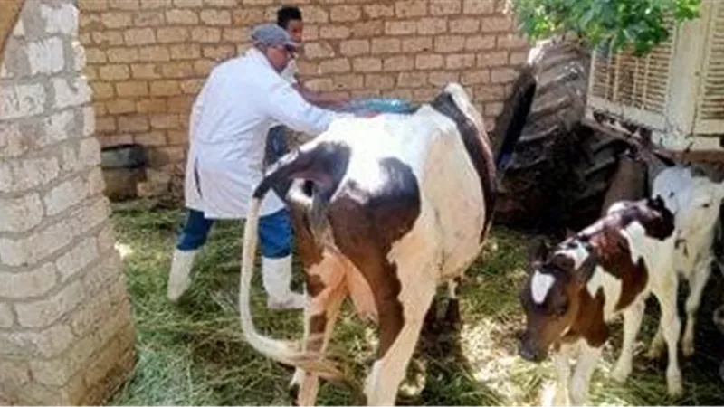 تحصين 180 ألف رأس ماشية بالغربية ضد الحمى القلاعية والوادي المتصدع