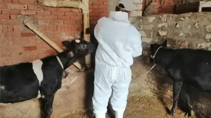 بيطري الإسماعيلية: استمرار حملة التحصين ضد الحمى القلاعية 