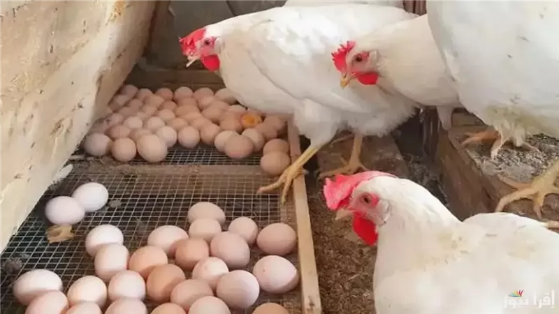المنوفي: انخفاض أسعار البيض والدواجن كارثة لهذا السبب