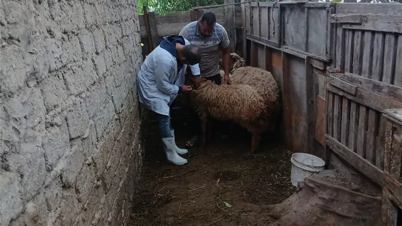 ضبط عبوات أدوية بيطرية مجهولة المصدر في بيلا بكفر الشيخ