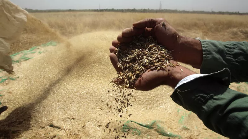 مصر تخطط لزراعة مليون فدان في 3 ولايات بالسودان خلال 3 سنوات 