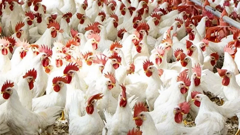 أسعار الدواجن اليوم الخميس 4 ديسمبر.. 