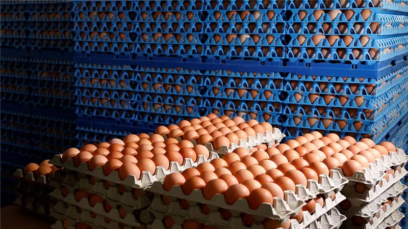انخفاض في الأسعار.. اعرف ثمن طبق البيض الأبيض والأحمر