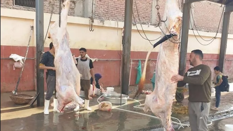 «بيطري الشرقية»: متابعة أعمال الذبح تضمن وصول لحوم سليمة وآمنة للمستهلكين