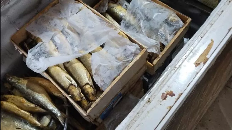 ضبط 175 صندوق رنجة وأسماك مجهولة المصدر بالشرقية
