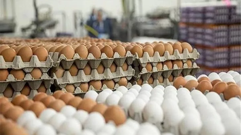 قبل ما تشتري.. أسعار البيض الأحمر والأبيض والبلدي اليوم