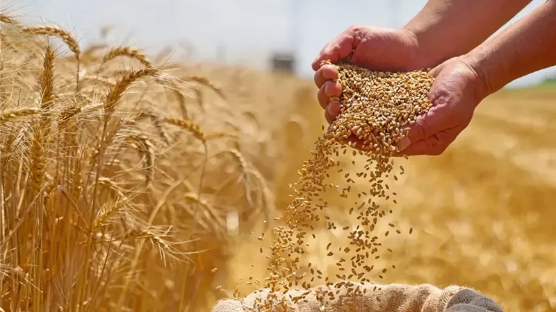 مجلس الوزراء: ارتفاع توريد القمح المحلي 17% بأكثر من 4 ملايين طن