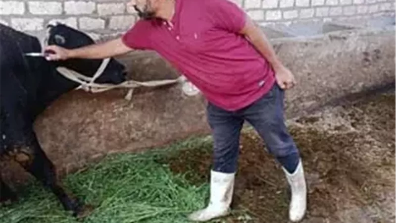 تحصين 67 ألفا و277 رأس ماشية ضد الحمي القلاعية بأسيوط