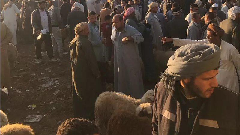 تجار: زيادة أسعار المحاصيل الزراعية تعيد الرواج لأسواق الماشية|خاص