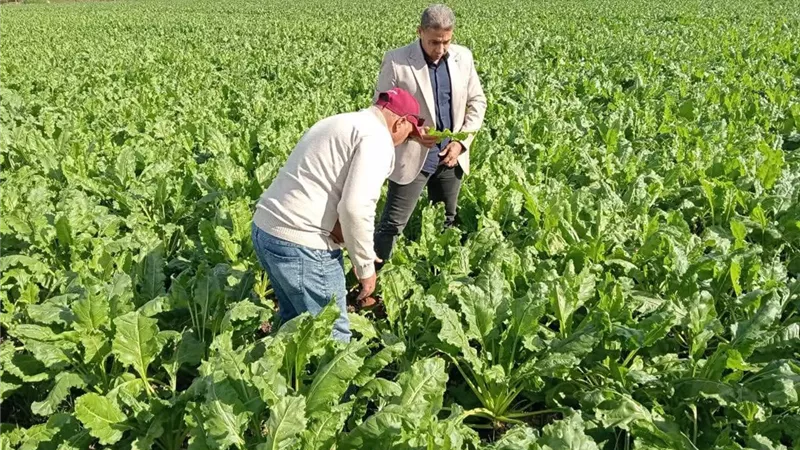 زراعة كفرالشيخ  تتابع توزيع الأسمدة على الجمعيات ومراجعة موقف الحيازات