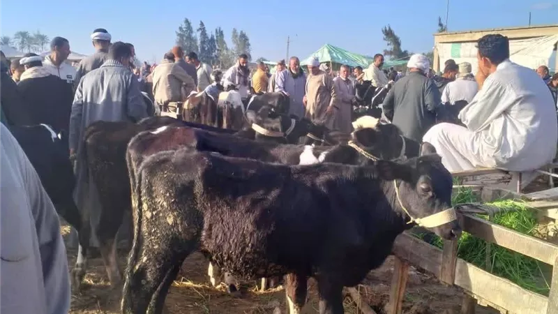 بدء أعمال الرصف بشارع الحملة الميكانيكية بدسوق في كفر الشيخ