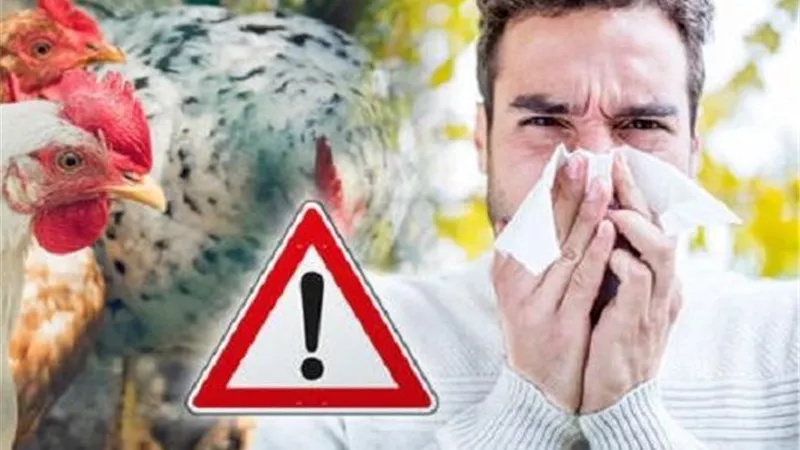 العدوى الصامتة.. حالات نادرة للإصابة بإنفلونزا الطيور